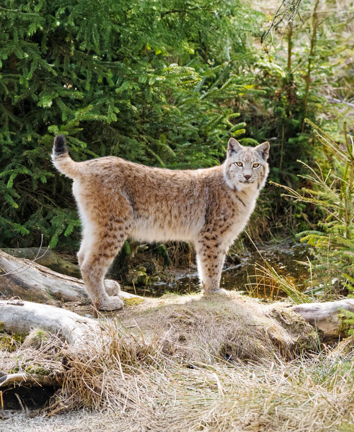Eure Ferienwohnung zwischen Fichtelgebirge und Bayreuth