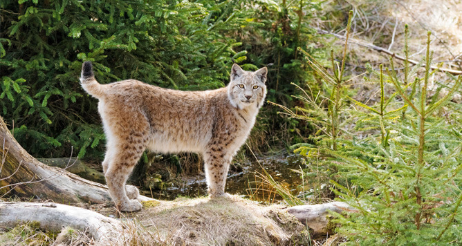 Eure Ferienwohnung zwischen Fichtelgebirge und Bayreuth