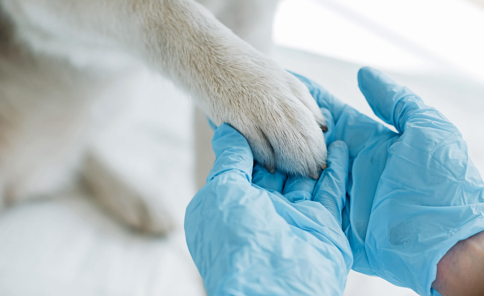 Verpflegung in Gefress