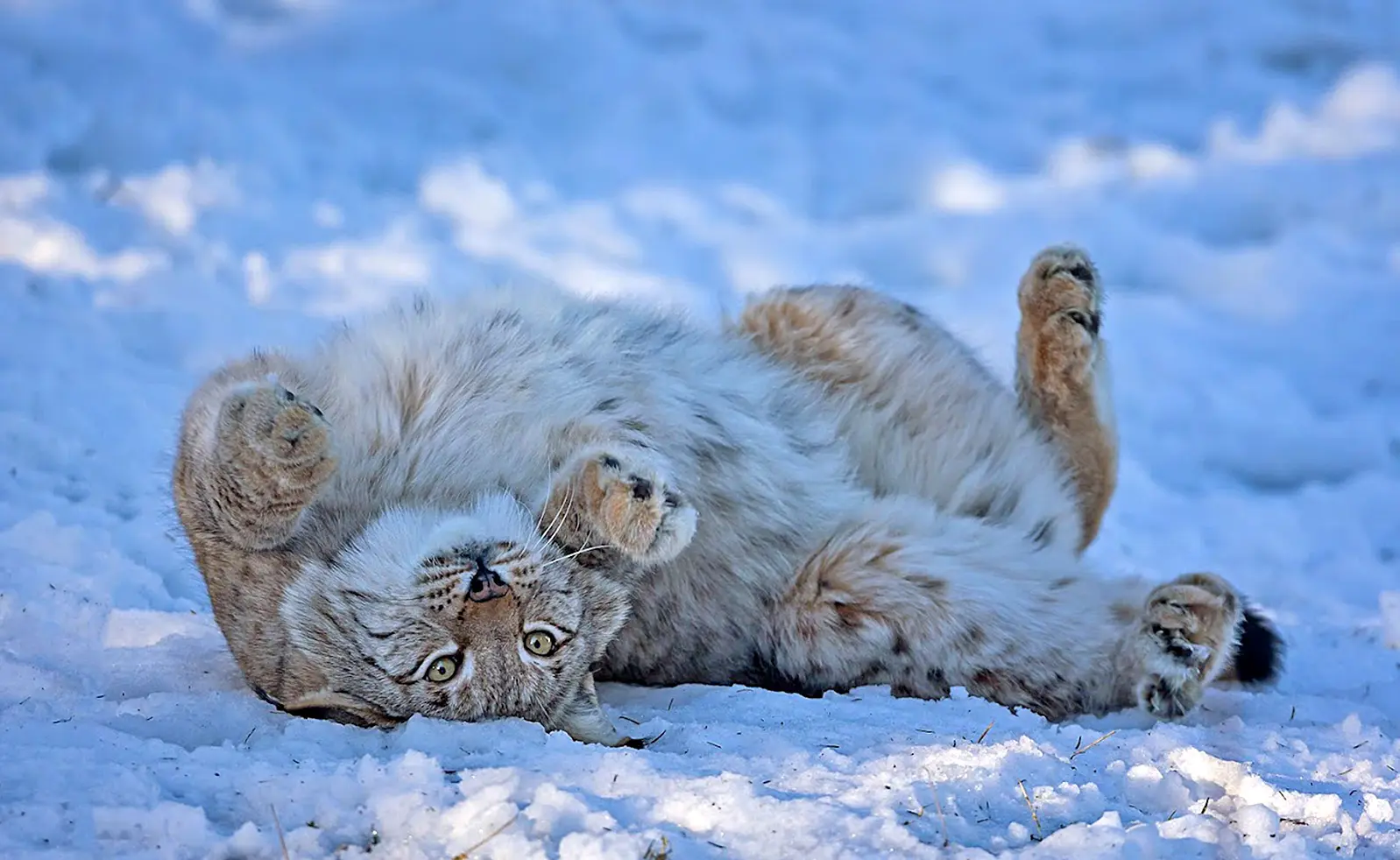Wildpark Waldhaus Mehlmeisel